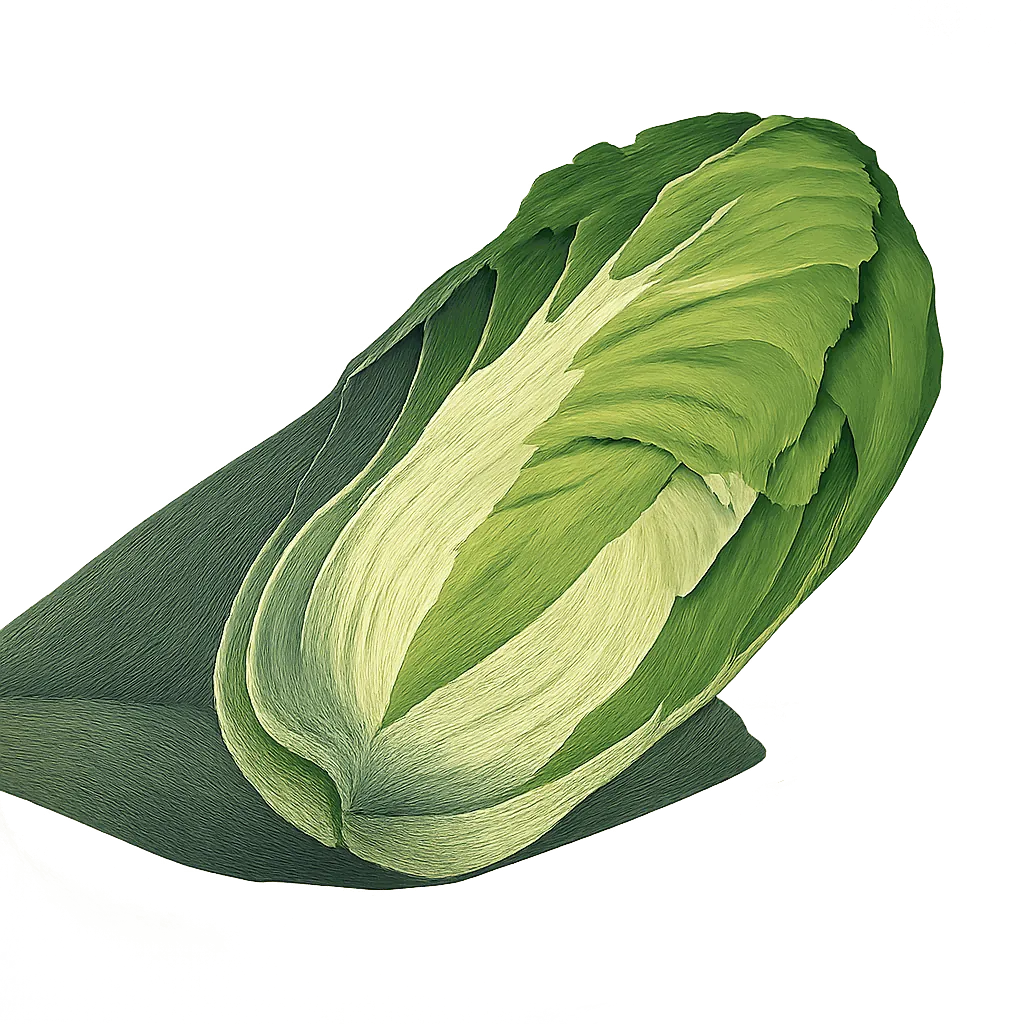 Chinese cabbage